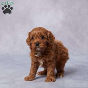 Gail, Cavapoo Puppy